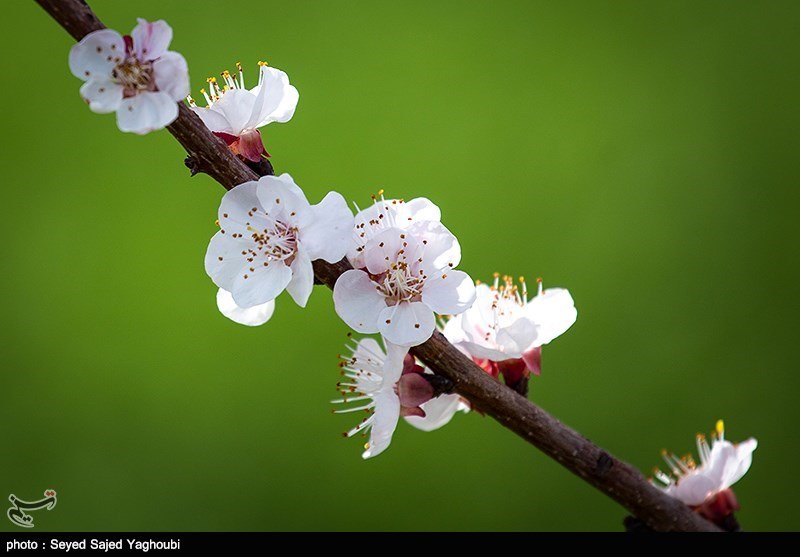 الربیع بطبیعته الخلابة فی اردیبل