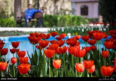 آماده‌سازی 64 هزار هکتار فضای سبز تهران برای روز طبیعت