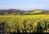 مزارع السلجم فی جرجان