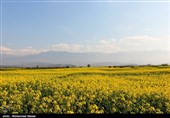مزارع السلجم فی جرجان