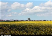 مزارع السلجم فی جرجان