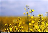 مزارع السلجم فی جرجان