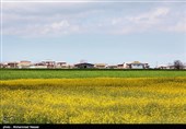 مزارع السلجم فی جرجان