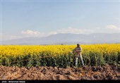 مزارع السلجم فی جرجان