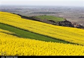 مزارع السلجم فی جرجان