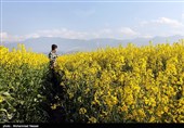 مزارع السلجم فی جرجان