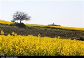 مزارع السلجم فی جرجان