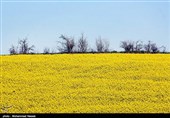 مزارع السلجم فی جرجان