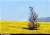 مزارع السلجم فی جرجان