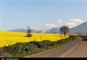مزارع السلجم فی جرجان