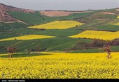 مزارع السلجم فی جرجان