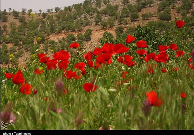 الطبيعة الساحرة لـ منطقة "بازفت" في محافظة جهار محال وبختياري جنوب غرب ايران+صور