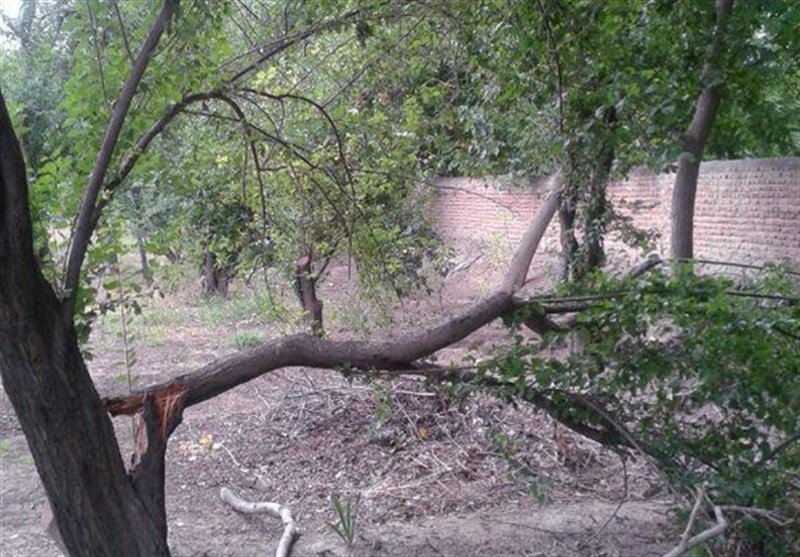 خسارت سیل به باغات مراغه به روایت تصویر