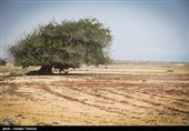 درخت سبز گیاهی معروف اقلیم آب و هوای جنوب ایران و نقاط شبیه این نوع آب و هوا در دنیا میباشد.