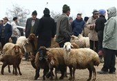 ببینید|اعلام قیمت دام زنده، یک روز قبل از عید قربان