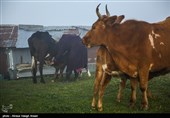 طبیعة کیلان ومصایفها شمال إیران