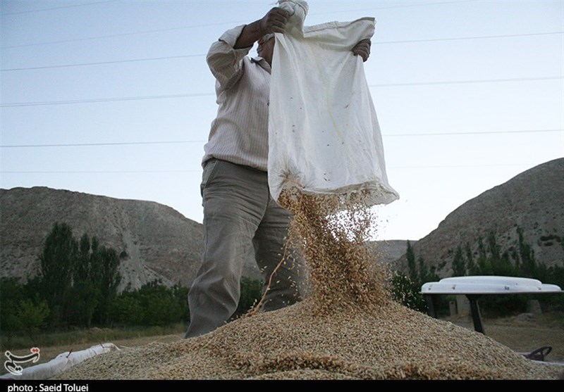 بیش از 30 هزار تن گندم در استان سمنان خریداری‌ شده است