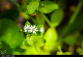 طبیعت زیبای ارسباران