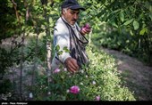 هشتمین جشنواره گل محمدی در روستای گردشگری عنصرود شهرستان اسکو  - تبریز
