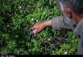 هشتمین جشنواره گل محمدی در روستای گردشگری عنصرود شهرستان اسکو  - تبریز