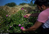 هشتمین جشنواره گل محمدی در روستای گردشگری عنصرود شهرستان اسکو  - تبریز