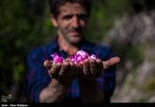 هشتمین جشنواره گل محمدی در روستای گردشگری عنصرود شهرستان اسکو  - تبریز