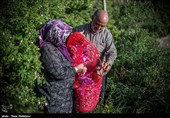 هشتمین جشنواره گل محمدی در روستای گردشگری عنصرود شهرستان اسکو  - تبریز