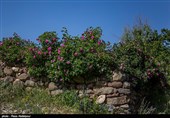 هشتمین جشنواره گل محمدی در روستای گردشگری عنصرود شهرستان اسکو  - تبریز