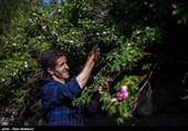 هشتمین جشنواره گل محمدی در روستای گردشگری عنصرود شهرستان اسکو  - تبریز