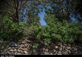 هشتمین جشنواره گل محمدی در روستای گردشگری عنصرود شهرستان اسکو  - تبریز