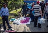 هشتمین جشنواره گل محمدی در روستای گردشگری عنصرود شهرستان اسکو  - تبریز