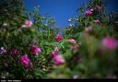 هشتمین جشنواره گل محمدی در روستای گردشگری عنصرود شهرستان اسکو  - تبریز