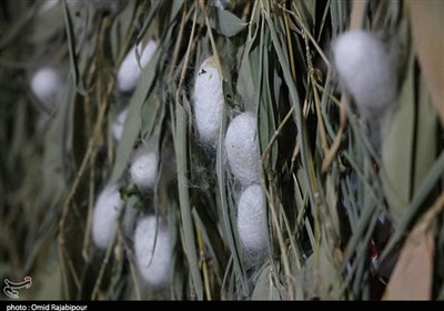 احیای ظرفیت‌های نوغانداری در بابل