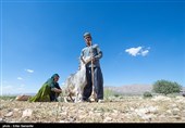 Qashqai People: Meeting Authentic Nomads of Iran