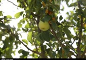 خرید تضمینی سیب سمیرم در دستور کار قرار گرفت؛ توسعه زنجیره ارزش کشاورز