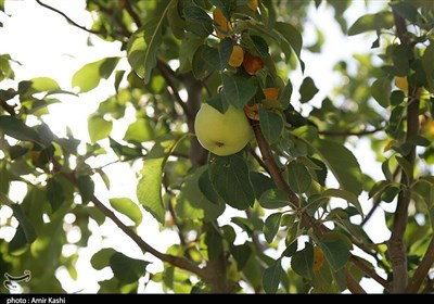 خرید تضمینی سیب سمیرم در دستور کار قرار گرفت؛ توسعه زنجیره ارزش کشاورز