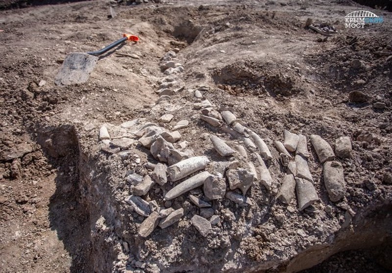 Skeletons of a Unique 10-Million-Year-Old Whale
