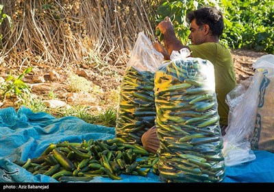 آغاز برداشت خیار خارج از فصل در بروجرد