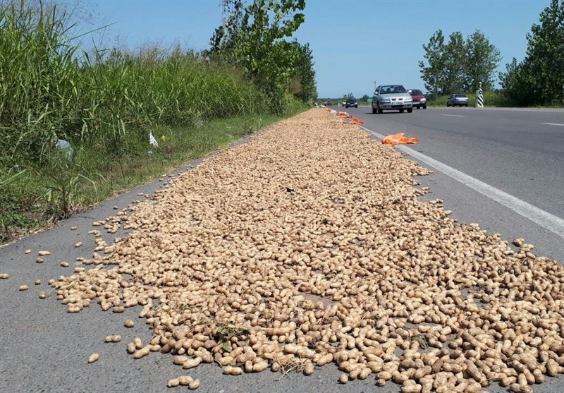 نظام مسائل استان گیلان , اخبار استان گیلان , کشاورزی , 