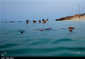 سواحل جزیره خارک - خلیج فارس