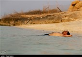 سواحل جزیره خارک - خلیج فارس