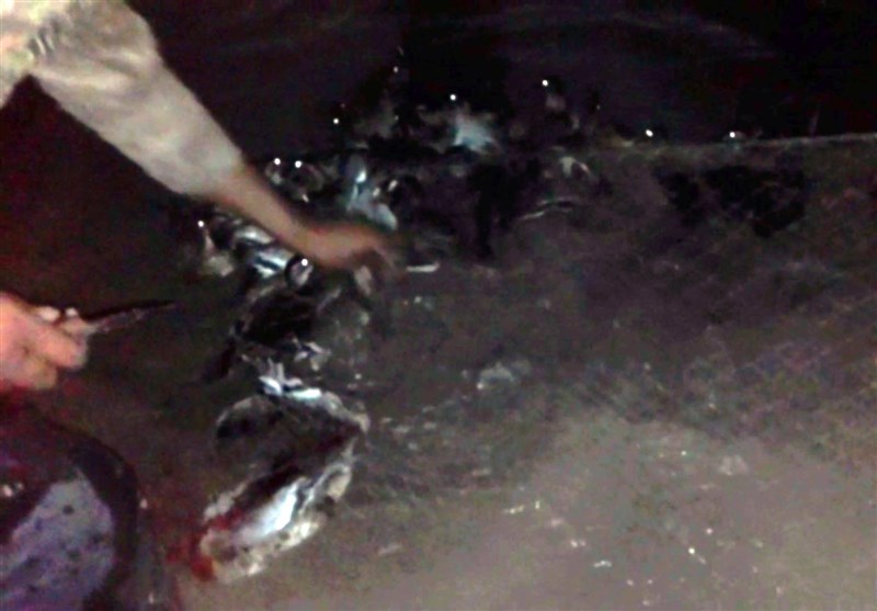 پذیرایی خونین از پرندگان مهاجر آغاز شد + فیلم