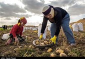 یک نماینده: جهاد کشاورزی آلودگی سیب‌زمینی‌های کرمانشاه را تایید نکرد