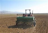 کشت 120 هزار هکتار گندم در اراضی استان بوشهر