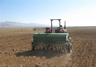 کشت 120 هزار هکتار گندم در اراضی استان بوشهر