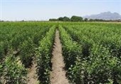 اجرای 202 نهالستان در کشور