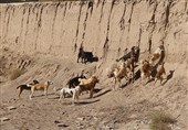 سنندج زیر سایه سگ‌های بلاصاحب؛ از کودک مجروح ویلاشهر تا سکوت مسئولان