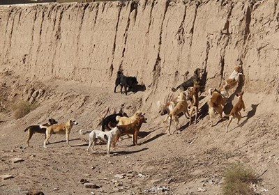 سنندج زیر سایه سگ‌های بلاصاحب؛ از کودک مجروح ویلاشهر تا سکوت مسئولان