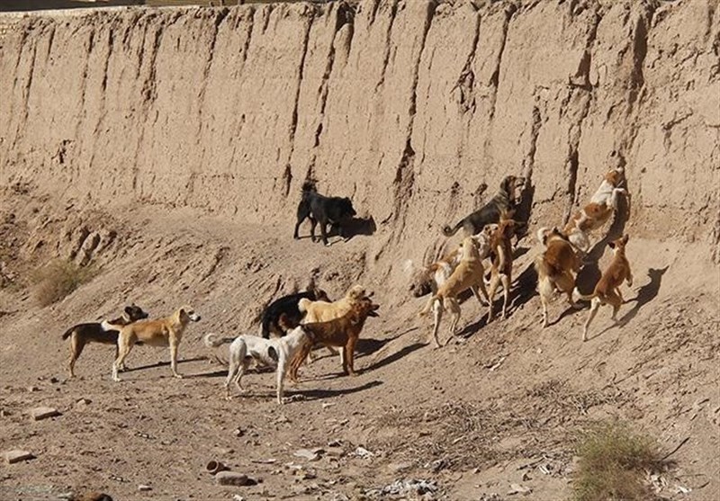 اخبار بابل , سگ‌های ولگرد , نظام مسائل استان مازندران , 