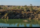 این حیوان بزرگ‌ترین خزنده در هر دو کشور به حساب می‌آید که طی ۶۵ میلیون سال گذشته تغییرات کمی کرده است